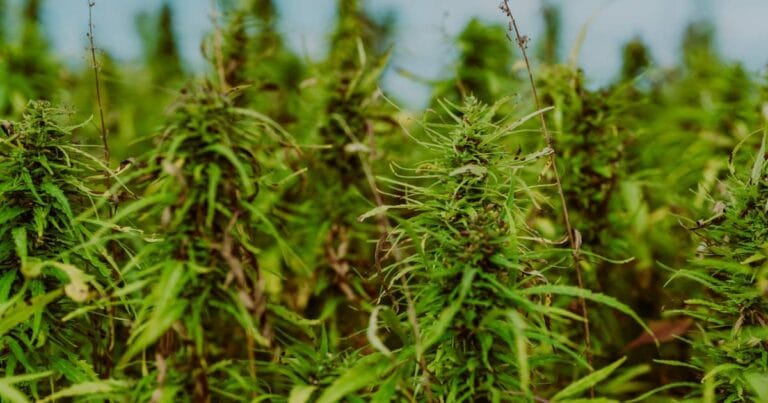 Australian Senate Inquiry into industrial hemp.