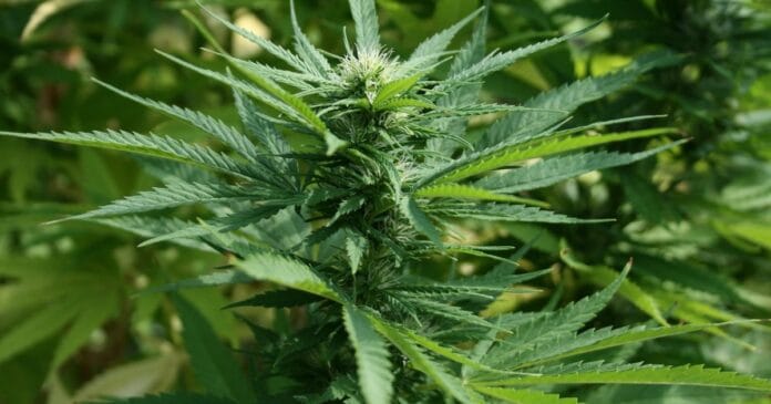 TGA cannabis consultation