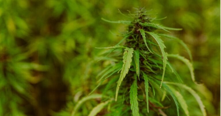 USA hemp industry value