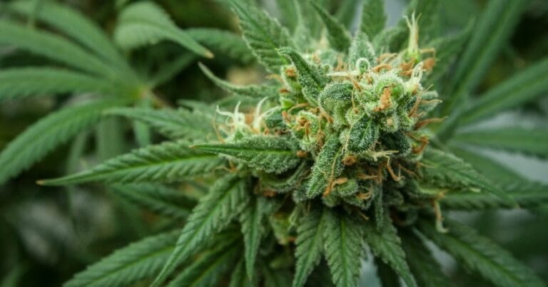 Nebraska cannabis initiative