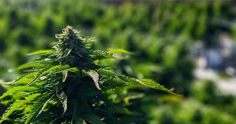 Tasmanian Botanics - medical cannabis