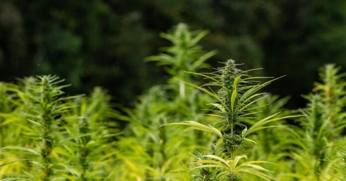 Hemp irrigation study