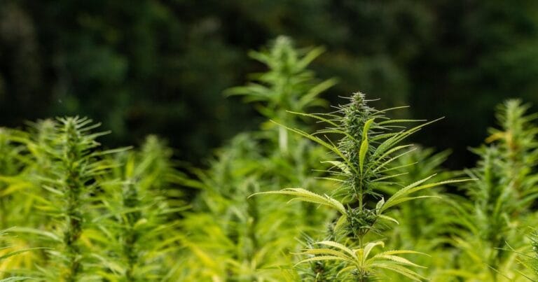 Hemp irrigation study