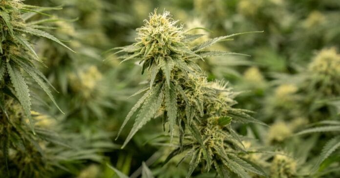 TGA medical cannabis consultation.