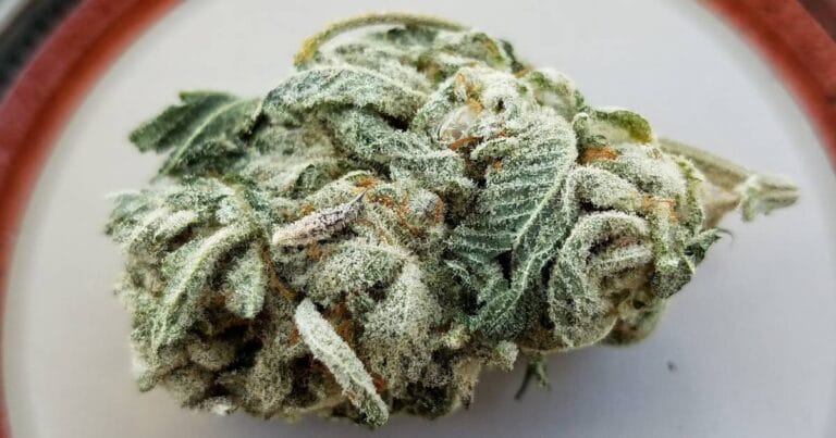 Cannabis bud