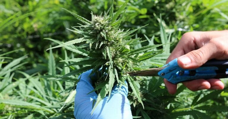 Cannabis worker trimming plant