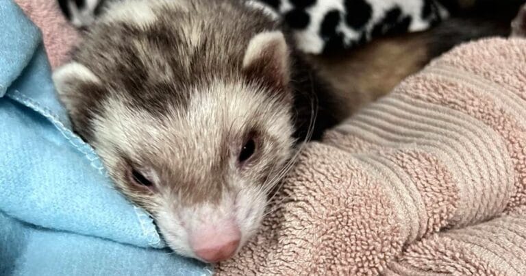 Cannabinoid toxicosis in a ferret