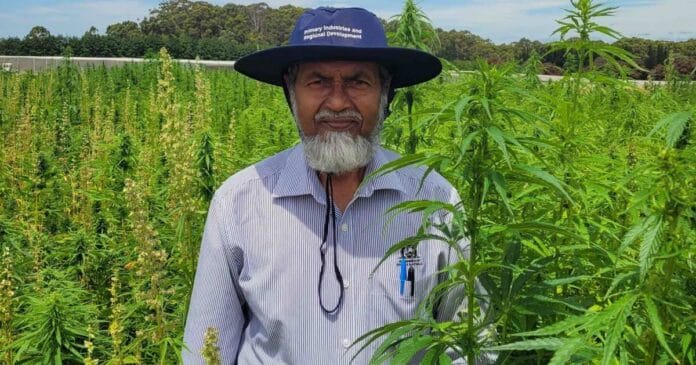 Industrial hemp in Western Australia