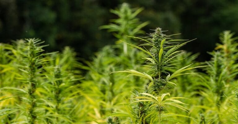 Future of hemp in the USA