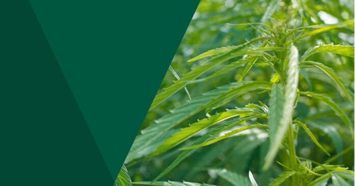 Industrial hemp in Victoria