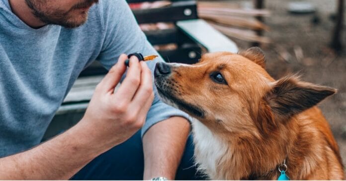 A dog being administered CBD