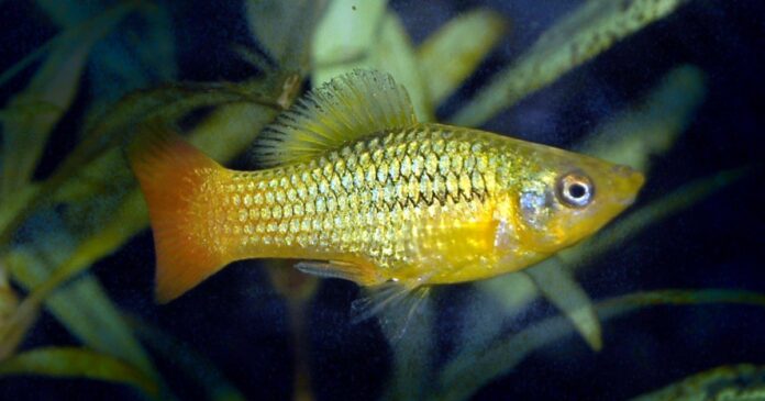 Variatus platy (Xiphophorus variatus)