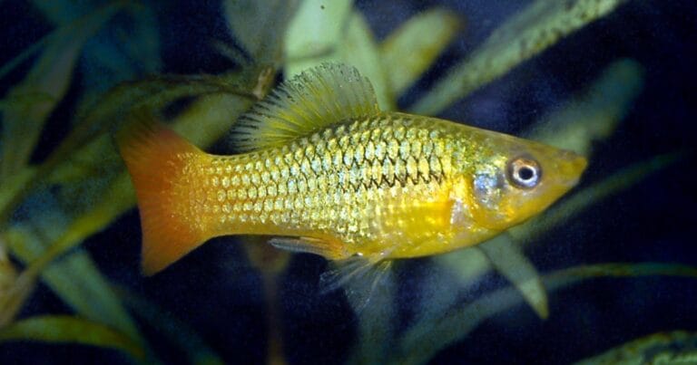 Variatus platy (Xiphophorus variatus)