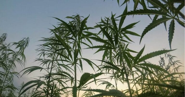 Hemp Planting Predictability Act