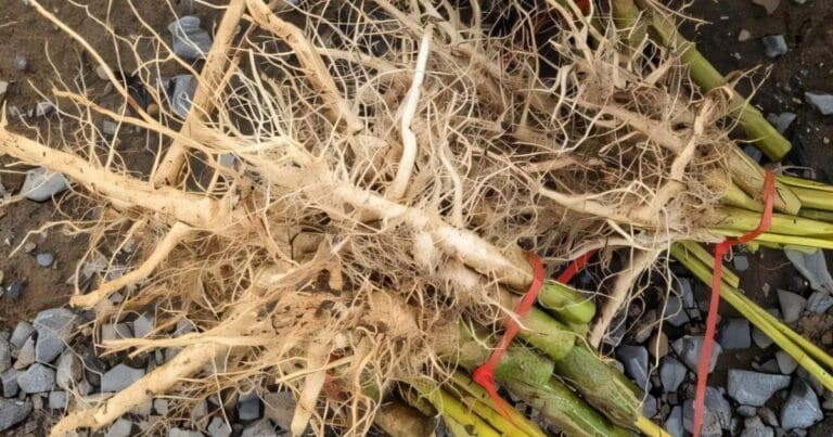 Roots of an industrial hemp plant.